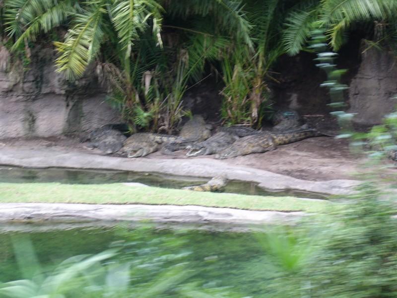 Nile Crocodiles.JPG